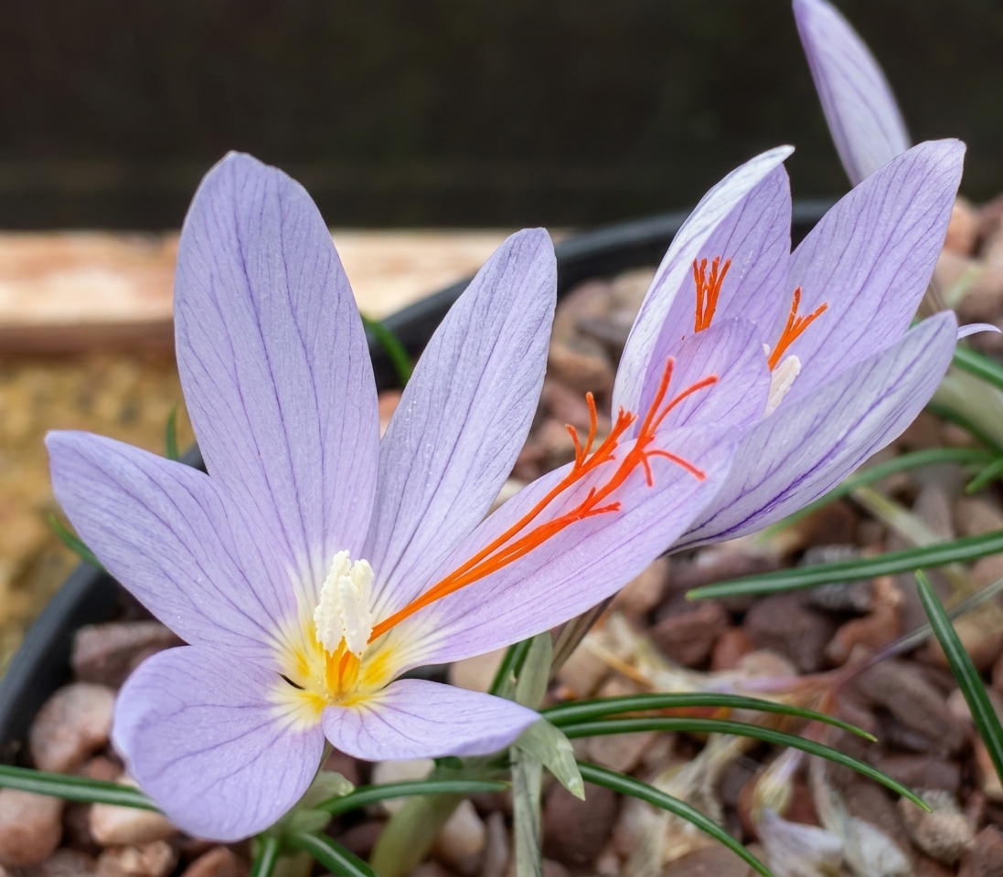 Crocus tournefortii (AUT) 